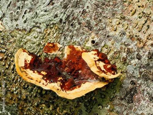 Foto Single Bracket Fungus Growing On A Tropical Tree Trunk