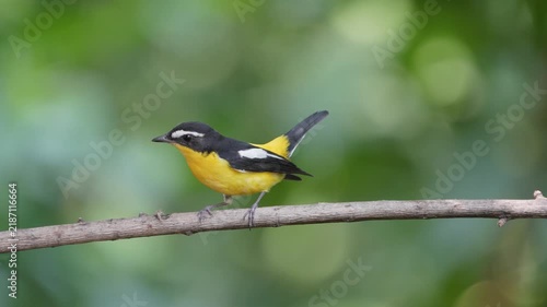 The Yellow-rumped Flycatcher inhabits the forests, Yellow rumped Flycatcher is a migratory bird that can be found in parks, community forests, or natural forests throughout Thailand.