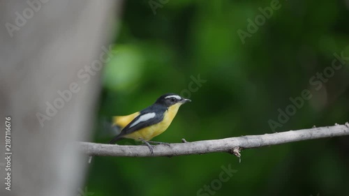 The Yellow-rumped Flycatcher inhabits the forests, Yellow rumped Flycatcher is a migratory bird that can be found in parks, community forests, or natural forests throughout Thailand.