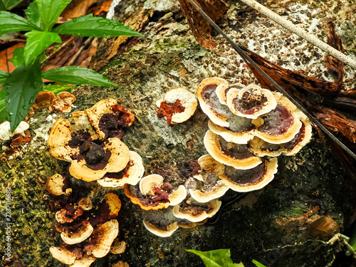 Foto Cluster Of Bracket Fungi Growing On A Fallen Tree In The Jungle