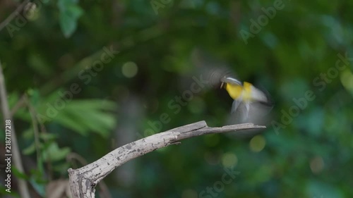 The Yellow-rumped Flycatcher inhabits the forests, Yellow rumped Flycatcher is a migratory bird that can be found in parks, community forests, or natural forests throughout Thailand.