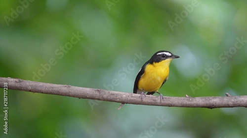 The Yellow-rumped Flycatcher inhabits the forests, Yellow rumped Flycatcher is a migratory bird that can be found in parks, community forests, or natural forests throughout Thailand.