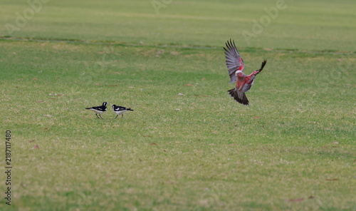 Juvenile galah Eolophus roseicapilla albiceps landing and magpie-larks Grallina cyanoleuca cyanoleuca. Forbes. New South Wales. Australia.