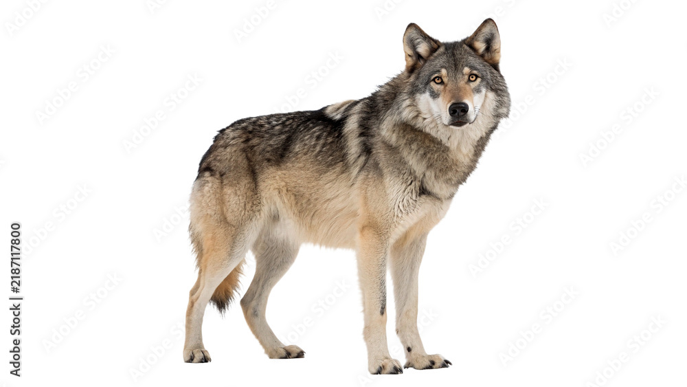 Fototapeta premium Wild grey timber wolf standing alertly side profile view isolated on transparent background