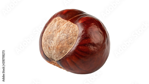 Фотография Single glossy textured brown wild horse chestnut buckeye seed isolated on transp