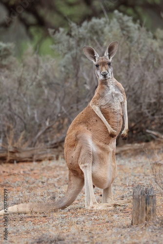 Cuadro en lienzo Female red kangaroo Osphranter rufus with a joey in her pouch