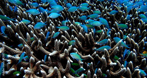 Fotografie Philippines sea life