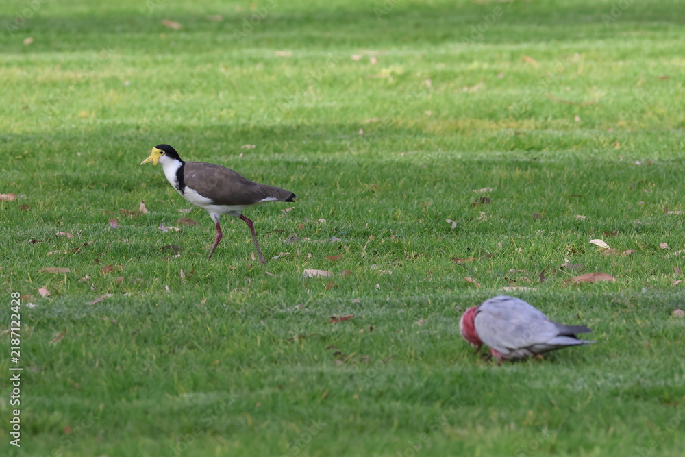 Fototapeta premium Masked lapwing Vanellus miles novaehollandiae and galah in the foreground. Forbes. New South Wales. Australia.