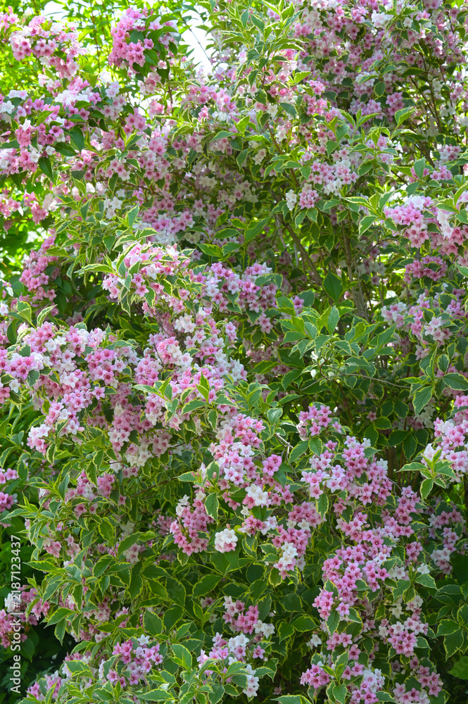 Fototapeta premium Buntblättrige Weigelie, Weigela florida Nana Variegata, blühender Strauch