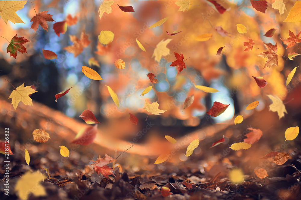 Obraz premium leaf fall, falling flying autumn yellow leaves, autumn background, autumn landscape