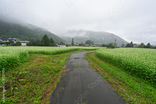 Country road through green fields by foggy mountain village - Nagano, Japan