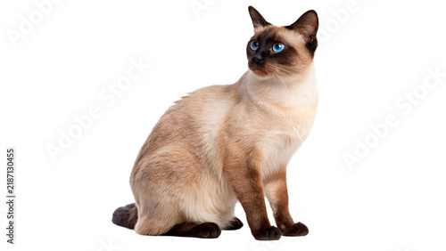 Fotografie Elegant Siamese domestic cat sitting calmly looking forward isolated on transpar