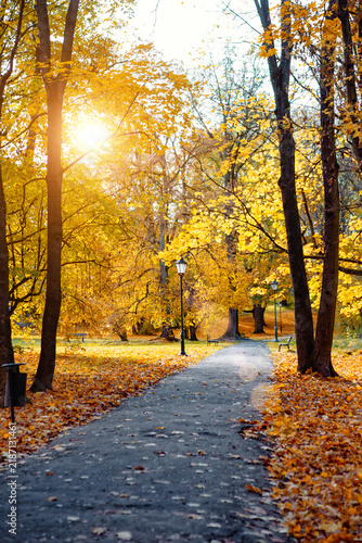 Bright sunlight shines through trees on a path covered in autumn leaves in a park during fall