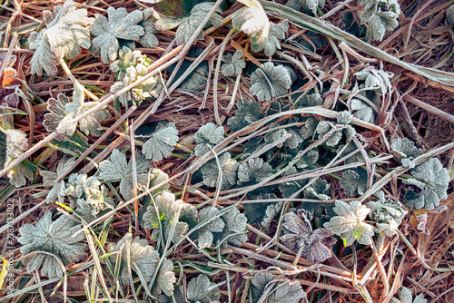 Canvastavla Frost Covers Green Leaves and Grass in Early Morning Light During Winter