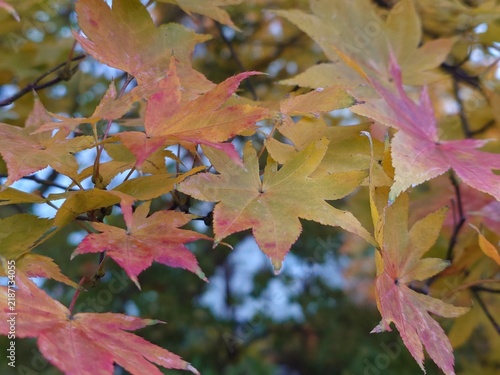 Obraz na płótnie 色づいてきた紅葉