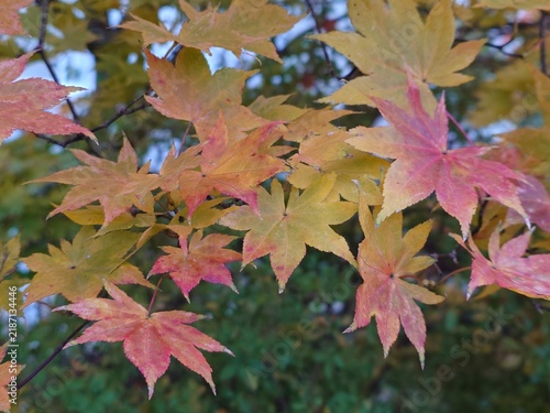 Obraz na płótnie 色づいてきた紅葉