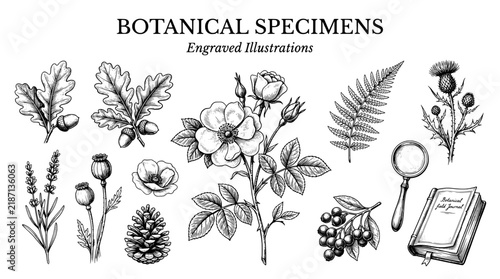 Botanical specimens with engraved illustrations of various plants and flowers in a vintage style