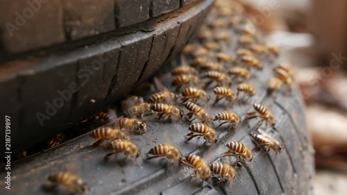 Close-up shot of wild bees adapting to city life, nesting inside a discarded rubber tire. Concept of urban wildlife, insect behavior, and environmental adaptation.