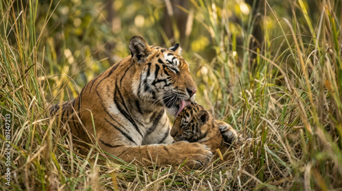 Tapety artystyczne Tiger mother and cub resting in tall grass during daytime.