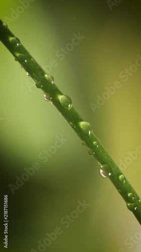 Close up of water droplet on plant