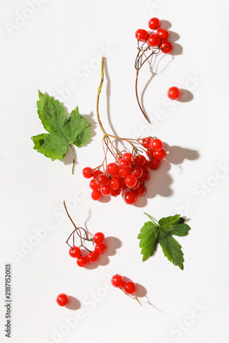 фотографія Composition with branches of fresh viburnum berries on white background, closeup