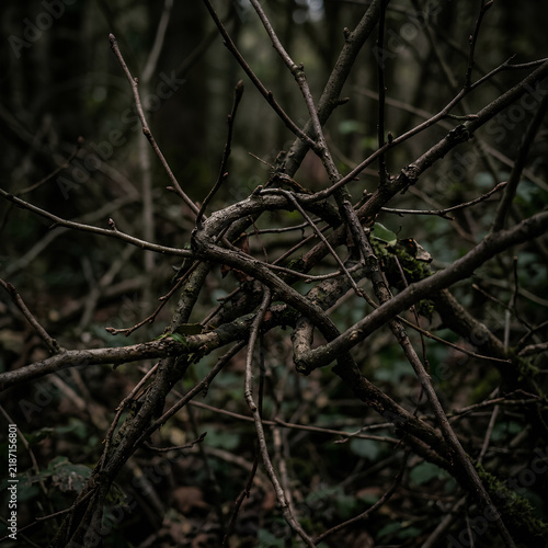 Dark Forest Floor with Twisted Branches and Roots.