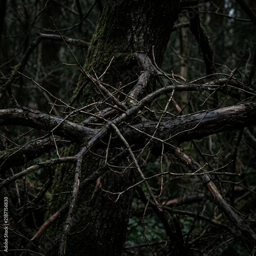 Dark Forest Scene with Twisted Branches and Dense Vegetation.