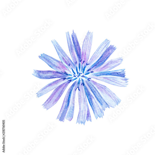 Watercolor chicory flower head in blue color. Isolated element for tea packaging, botanical pattern, organic cosmetic label and print design. Hand drawn realistic detailed drawing