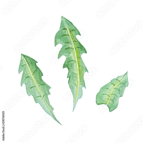 Watercolor chicory green leaves set. Hand drawn botanical illustration isolated element collection for herbal tea packaging, salad recipe and natural cosmetics. Detailed realistic drawing