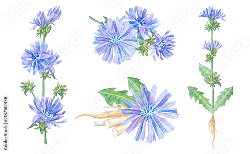 Watercolor chicory collection set with stems, flowers, leaves and roots. Isolated element collection for healthy coffee substitute packaging and medical tea design. Hand drawn realistic art