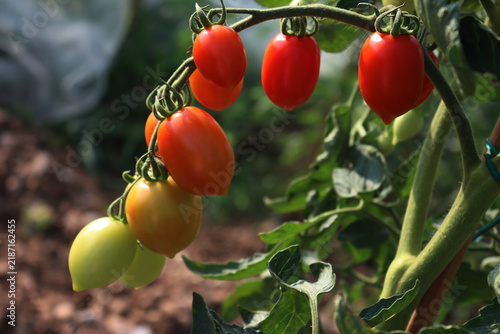 Ripe red Piccadilly tomatoes growing on plant in the vegetable garden on a sunny day. Solanum lycopersicum cultivation