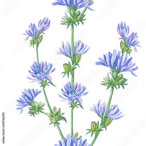 Watercolor chicory seamless pattern background with blooming blue flowers and stems. Hand drawn floral illustration for tea packaging background, organic cosmetics and textile print