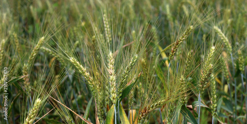 Green wheat stalks growing in a sunny field in the countryside of China.