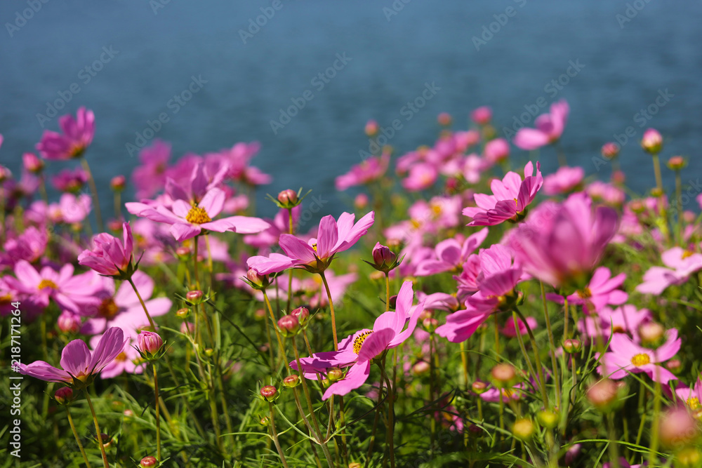 Obraz premium Pink cosmos flowers blooming&nbsp;in a sunny field on a clear day.