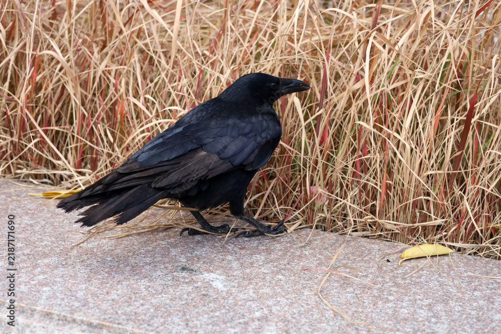 Obraz premium Black crow standing on the ground.