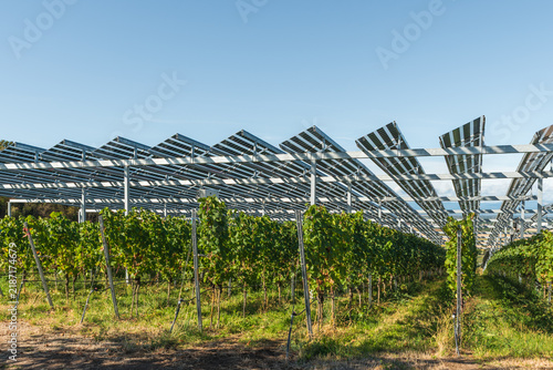 Agrivoltaic solar panels installed above vineyard rows in the Kaiserstuhl wine region of Germany