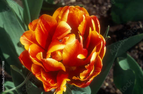 tulipe double tardive 'Allegretto' , tulipa