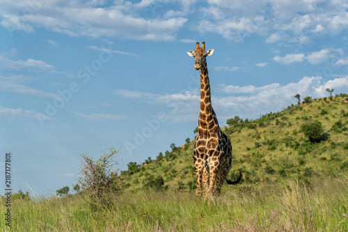 Photography Male giraffe walking in the long grass in the green season between the mountains