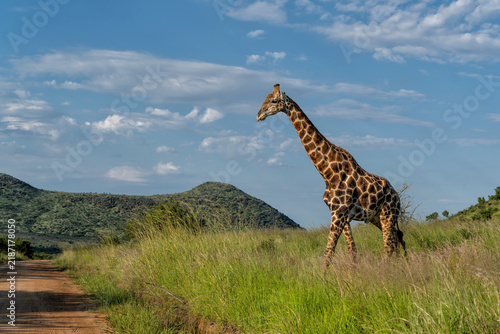 Photography Male giraffe walking in the long grass in the green season between the mountains