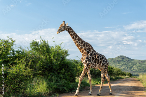 Photography Male giraffe walking in the long grass in the green season between the mountains