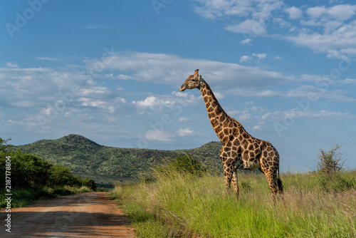 Photography Male giraffe walking in the long grass in the green season between the mountains