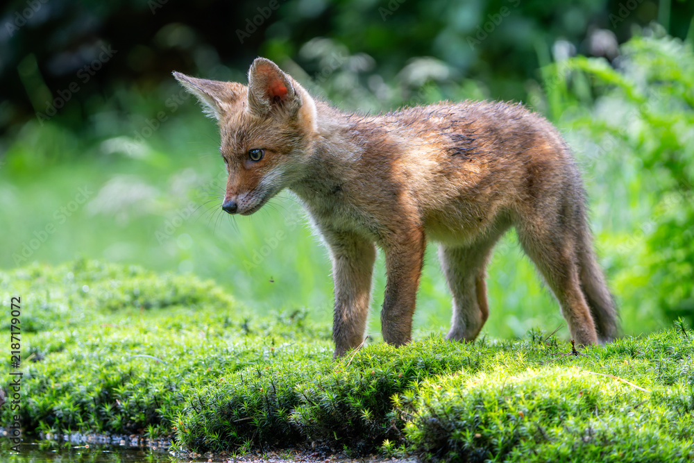 Fototapeta premium Young Red Fox (Vulpes vulpes) searching for food and water in the forest of Noord-Brabant in the Netherlands