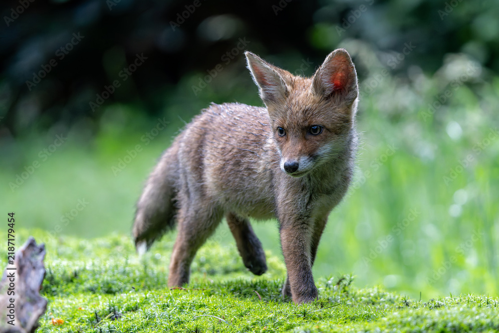 Fototapeta premium Young Red Fox (Vulpes vulpes) searching for food and water in the forest of Noord-Brabant in the Netherlands