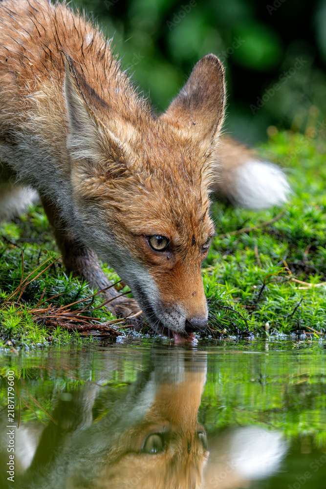Fototapeta premium Young Red Fox (Vulpes vulpes) searching for food and water in the forest of Noord-Brabant in the Netherlands
