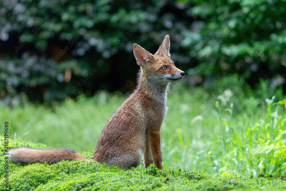 Fototapeta premium Young Red Fox (Vulpes vulpes) searching for food and water in the forest of Noord-Brabant in the Netherlands