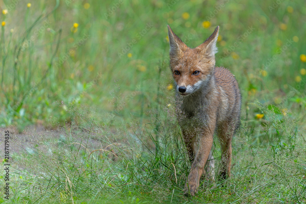 Obraz premium Young Red Fox (Vulpes vulpes) searching for food and water in the forest of Noord-Brabant in the Netherlands