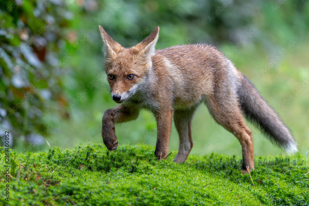 Obraz premium Young Red Fox (Vulpes vulpes) searching for food and water in the forest of Noord-Brabant in the Netherlands