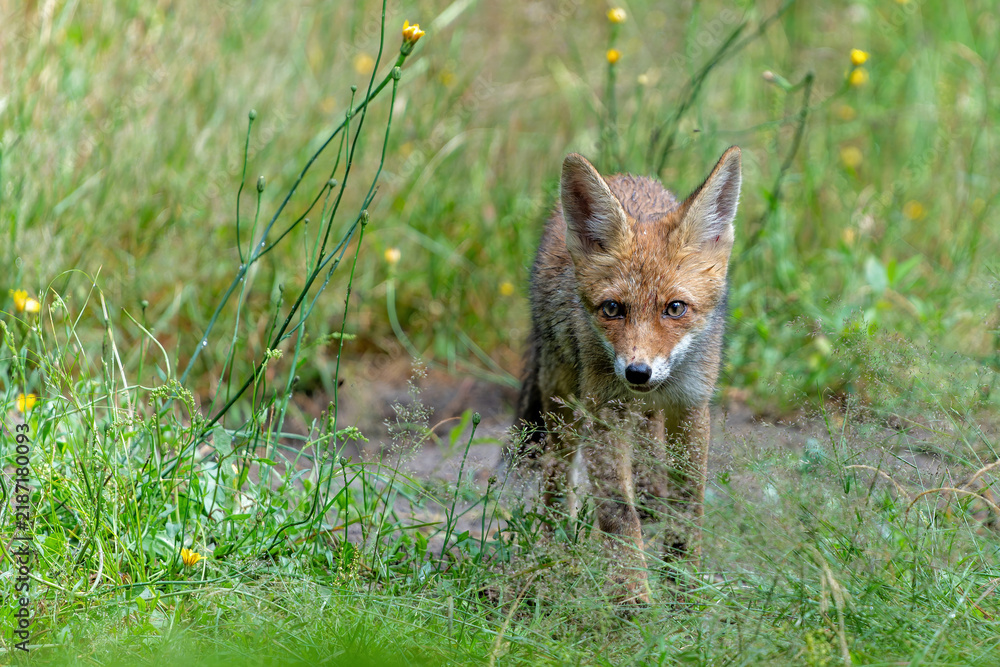 Obraz premium Young Red Fox (Vulpes vulpes) searching for food and water in the forest of Noord-Brabant in the Netherlands