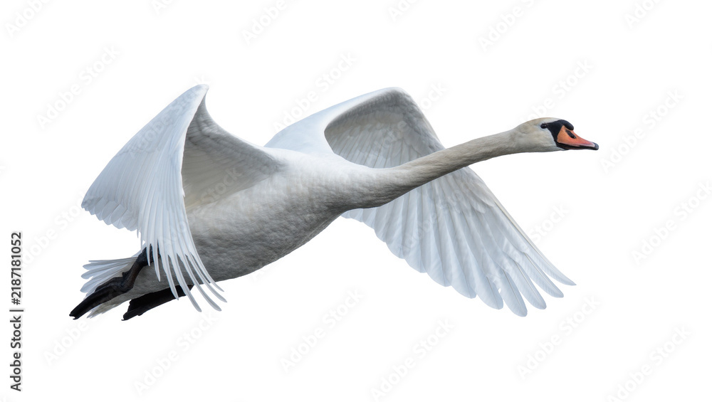 Obraz premium Graceful white swan with outstretched wings flying, isolated on transparent background