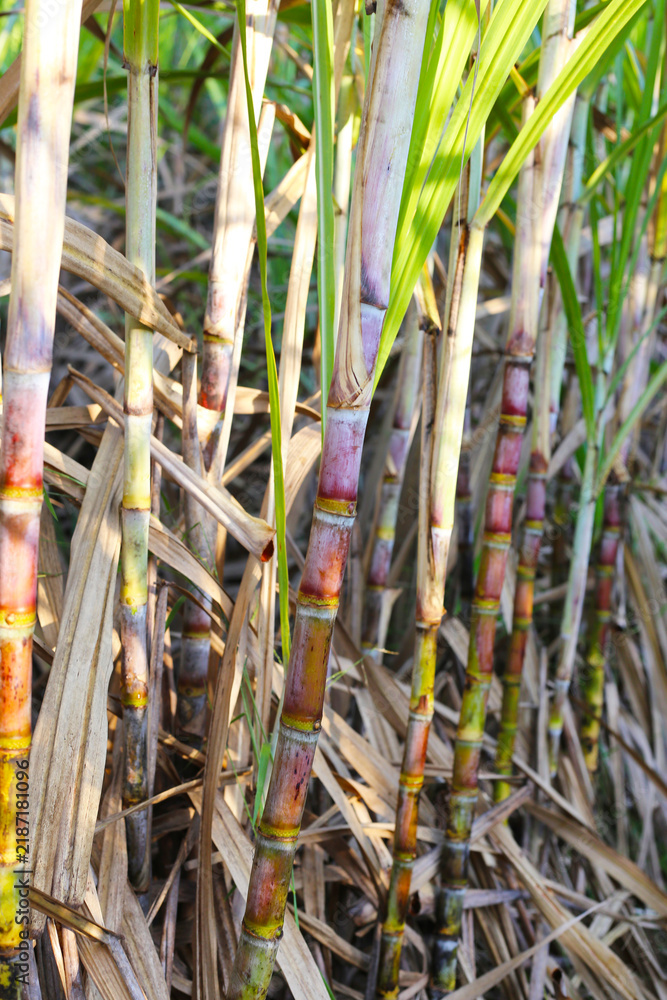 Obraz premium Sugarcane stalks growing in an agricultural farm